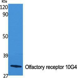 Western blot analysis of various cells using Anti-OR10G4 Antibody