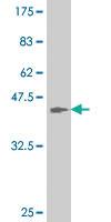 Anti-ATOH1 Mouse Monoclonal Antibody [clone: 2B7]