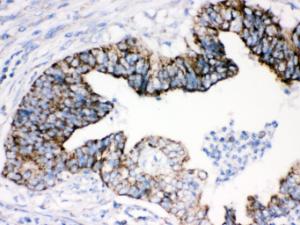 Anti-AIFM1 Rabbit Polyclonal Antibody