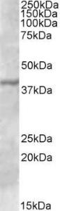 Anti-TFB1M Antibody (A84706) (0.3µg/ml) staining of A431 lysate (35µg protein in RIPA buffer). Primary incubation was 1 hour. Detected by chemiluminescence.