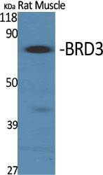 Antibody anti-BRD3 100 µg