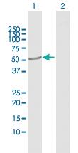 Anti-CRLF3 Rabbit Polyclonal Antibody