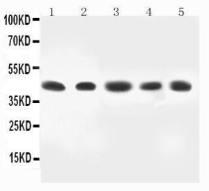 Anti-MEK4 Rabbit Antibody