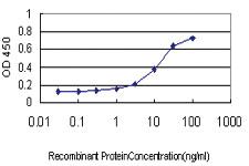 Anti-AP4B1 Mouse Monoclonal Antibody [clone: 1B7]