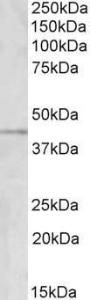 Anti-GRAMD3 Goat Polyclonal Antibody