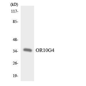 Western blot analysis of the lysates from HeLa cells using Anti-OR10G4 Antibody