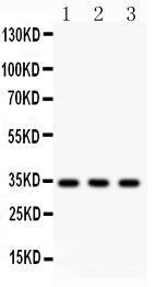 Anti-CASP7 Rabbit Polyclonal Antibody