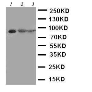 Anti-STAT4 Rabbit Polyclonal Antibody