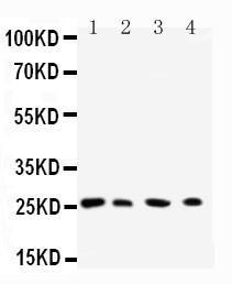 Anti-Rab3C Rabbit Antibody