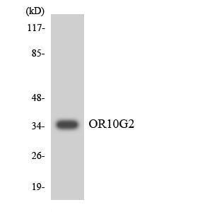 Western blot analysis of the lysates from HUVEC cells using Anti-OR10G2 Antibody