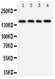 Anti-TNR Rabbit Polyclonal Antibody