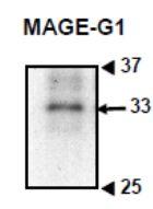 Anti-MAGEG1 Antibody