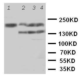 Anti-TNR Rabbit Polyclonal Antibody