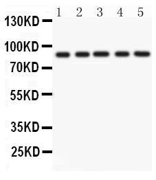 Anti-CD36 Rabbit Polyclonal Antibody