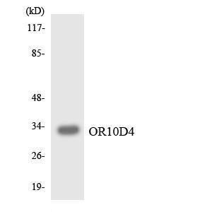 Western blot analysis of the lysates from K562 cells using Anti-OR10D4 Antibody