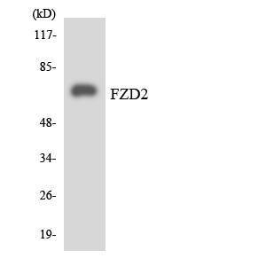 Anti-FZD2 antibody