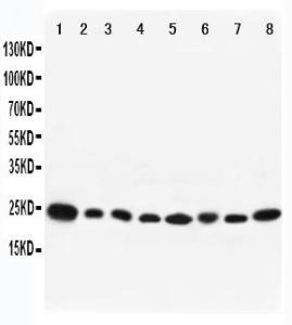 Anti-RAB8A Rabbit Antibody