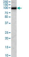 Anti-HSP90AB1 Goat Polyclonal Antibody