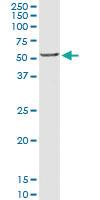 Anti-CRLF3 Rabbit Polyclonal Antibody