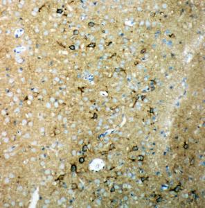 Anti-TNR Rabbit Polyclonal Antibody