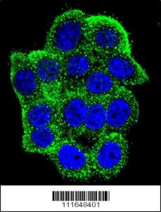 Anti-TSC1 Rabbit Polyclonal Antibody