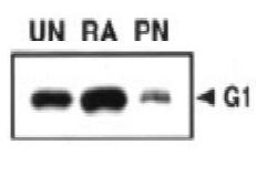 Anti-MAGEG1 Antibody