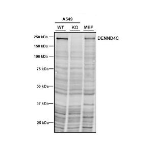 Western blot analysis of human A549, MEF cells showing detection of DENND4C protein using Anti-DENND4C Antibody [3E8] (A304978) at 1:1,000 Lane 1: MW ladder Lane 2: A549 WT Lane 3: A549 DENND4C KO Lane 4: MEF Load: 30 ug