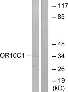 Western blot analysis of lysates from LOVO cells using Anti-OR10C1 Antibody. The right hand lane represents a negative control, where the Antibody is blocked by the immunising peptide