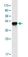 Anti-APITD1 Mouse Monoclonal Antibody [clone: 6F16]