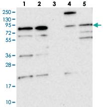 Anti-CEP295 Rabbit Polyclonal Antibody