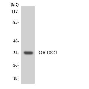 Western blot analysis of the lysates from HeLa cells using Anti-OR10C1 Antibody