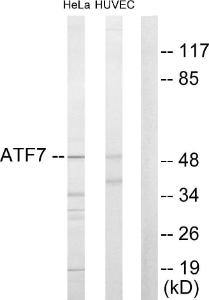 Western blot analysis of lysates from HeLa and HUVEC cells using Anti-ATF7 Antibody The right hand lane represents a negative control, where the antibody is blocked by the immunising peptide