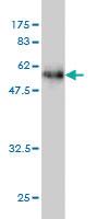 Anti-DNASE1L1 Mouse Monoclonal Antibody [clone: 4E8]