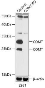 Western blot analysis of extracts from normal (control) and COMT knockout (KO) 293T cells, using Anti-COMT Antibody (A92783) at 1:1,000 dilution. The secondary antibody was Goat Anti-Rabbit IgG H&L Antibody (HRP) at 1:10,000 dilution.