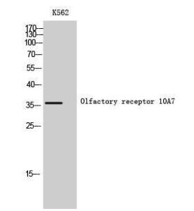 Anti-OR10A7 antibody