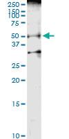 Anti-BMP7 Rabbit Polyclonal Antibody