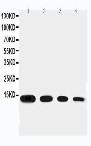 Anti-Eotaxin Rabbit Polyclonal Antibody