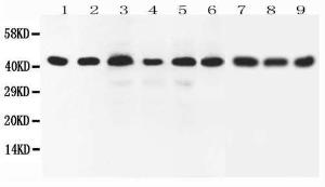 Anti-SOX7 Rabbit Antibody