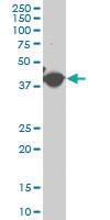 Anti-ACTG2 Mouse Polyclonal Antibody