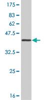 Anti-PBK Mouse Monoclonal Antibody [clone: 4A10]