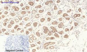 Immunohistochemical analysis of paraffin-embedded human stomach tissue using Anti-eNOS Antibody at 1:200 (4 °C overnight). Negative control was secondary antibody only