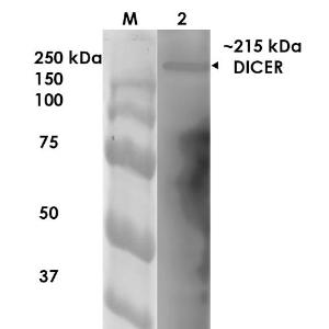 Anti-Dicer Mouse Monoclonal Antibody [clone: S167-7]