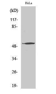 Western blot analysis of various cells using Anti-ATF7 Antibody