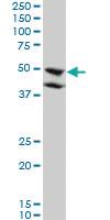 Anti-BMP7 Mouse Monoclonal Antibody [clone: M1-F8]