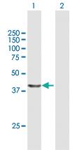 Anti-NUDC Mouse Polyclonal Antibody