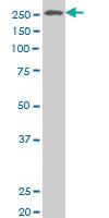 Anti-N4BP2 Mouse Polyclonal Antibody