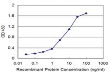 Anti-HOXB5 Mouse Monoclonal Antibody [clone: 3F10]