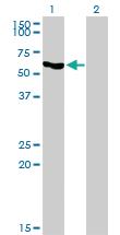 Anti-SLC33A1 Mouse Monoclonal Antibody [clone: 3A4]