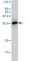 Anti-TCF19 Mouse Monoclonal Antibody [clone: 6D8]