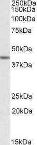 Antibody anti-TAF7L 100 µg